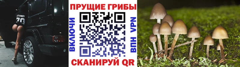 Галлюциногенные грибы мицелий  Копейск 